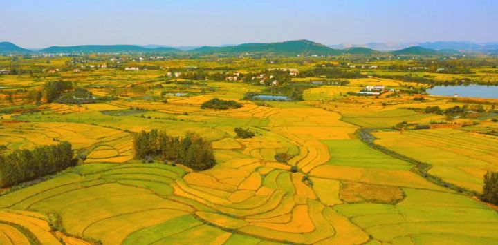 市农业农村局：稳定粮食生产 提高种植效益